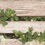 NATURAL 87020-1 - Image 3