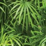 NATURAL 88425-1 - Image 2